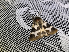 Watsonarctia deserta