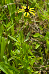 Rudbeckia missouriensis