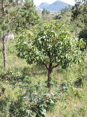 Cussonia arborea