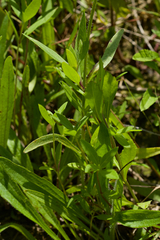 Rudbeckia missouriensis