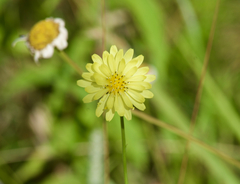 Pyrrhopappus carolinianus