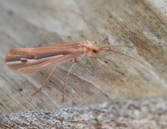 Psychoglypha
