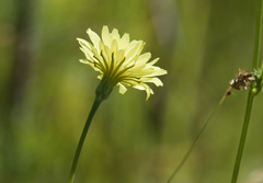 Pyrrhopappus carolinianus