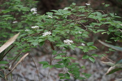 Viburnum erosum