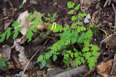 Corydalis pallida tenuis