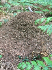 Formica polyctena × rufa