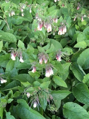 Symphytum × hidcotense