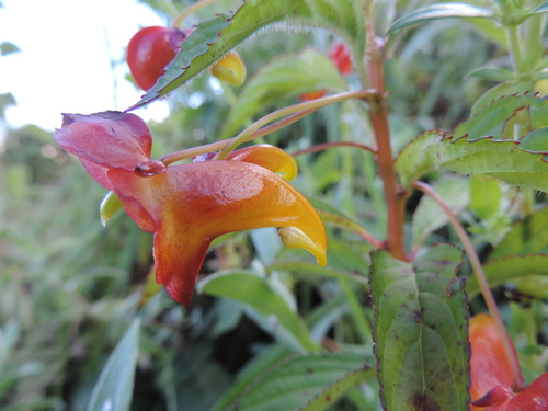 Impatiens gomphophylla