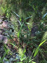 Dichanthelium polyanthes