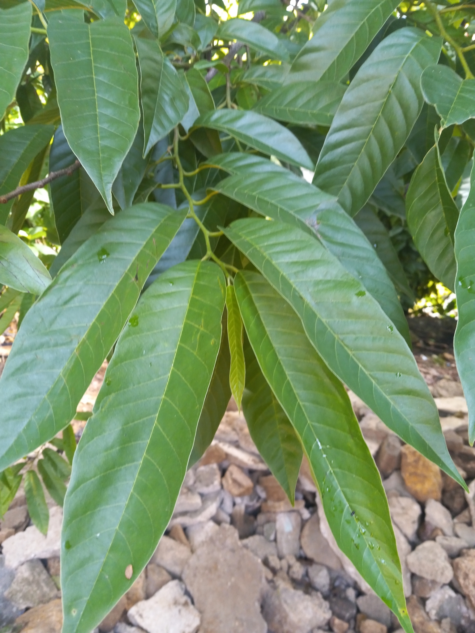 Imagem de Fruta-de-condessa