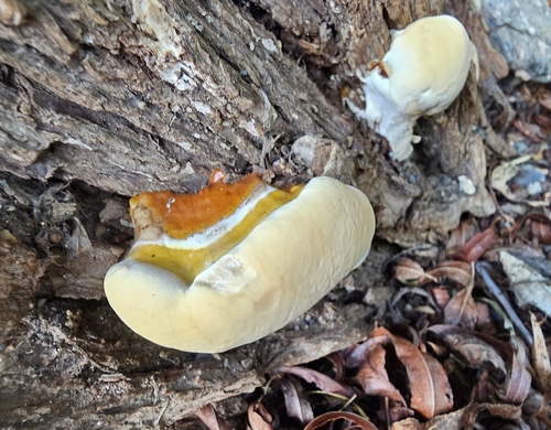 Representative image of Ganoderma resinaceum