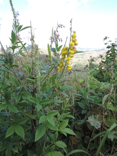 Crotalaria cleomifolia