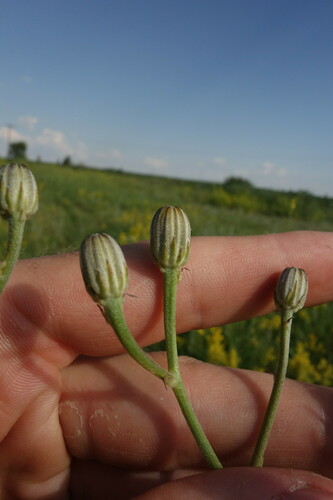 Image of Crepis pannonica by (c) Aleksei Baushev, some rights reserved (CC BY)