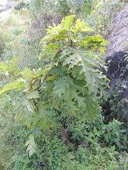 Solanum chrysotrichum image