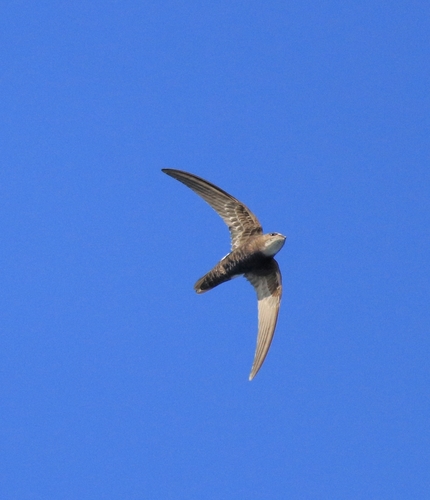 Vencejo moro (Apus affinis)