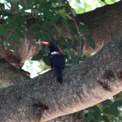 Phoeniculus purpureus marwitzi