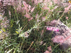 Polygala virgata