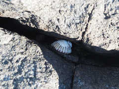 Cellana solida