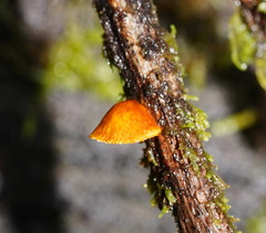 Crepidotus eucalyptorum