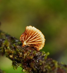 Crepidotus eucalyptorum
