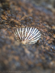 Siphonaria funiculata