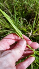 Pyrrhopappus carolinianus