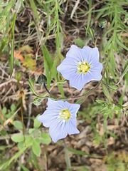 Linum pratense