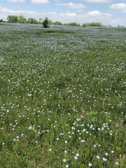 Linum pratense