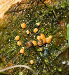 Trichoderma nothescens