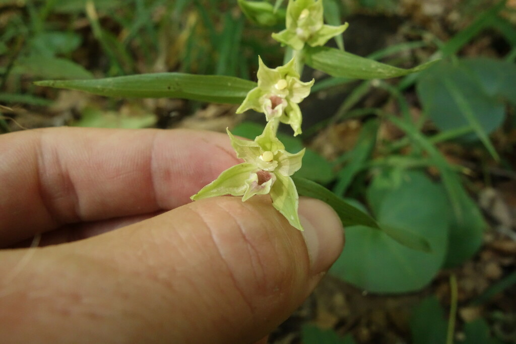 Epipactis leptochila