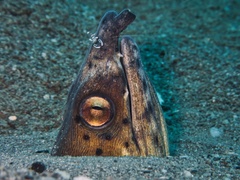Ophichthus altipennis