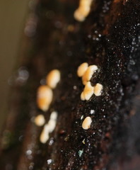 Trichoderma nothescens