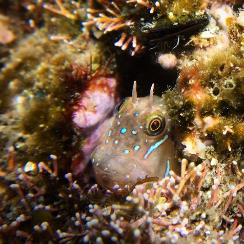 Sphinx Blenny