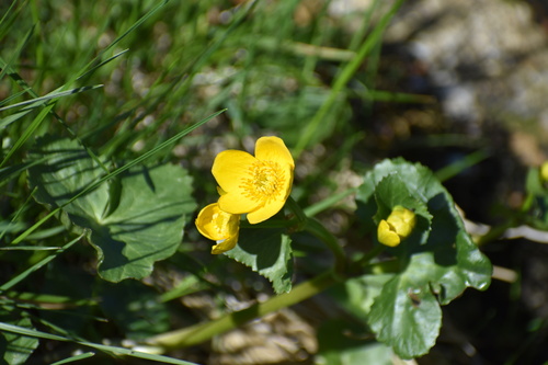 marsh marigold
