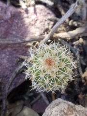 Echinocereus