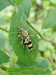 Chlorophorus signaticollis