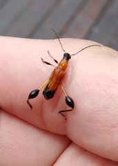 Merionoeda formosana