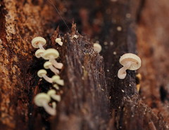 Mycena roseoflava