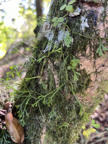 Asplenium mannii (Asplenium mannii)