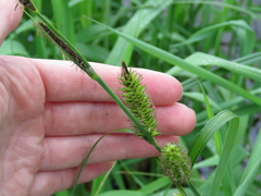 Carex lacustris