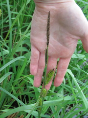 Carex lacustris