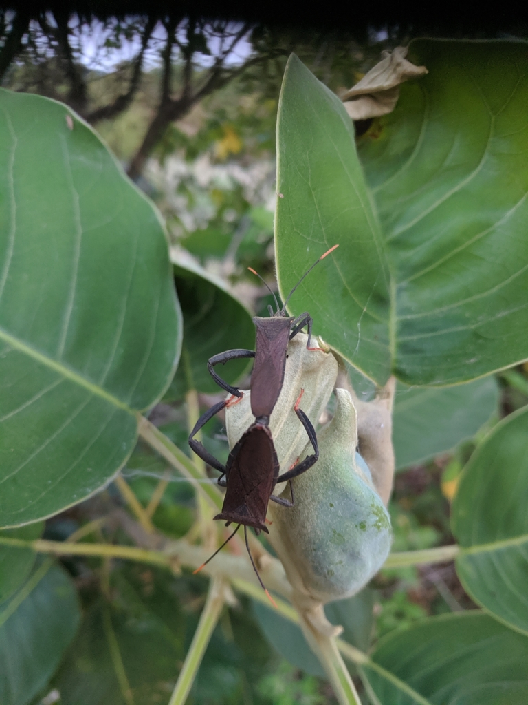 Mictiopsis