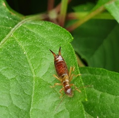 Apterygida albipennis