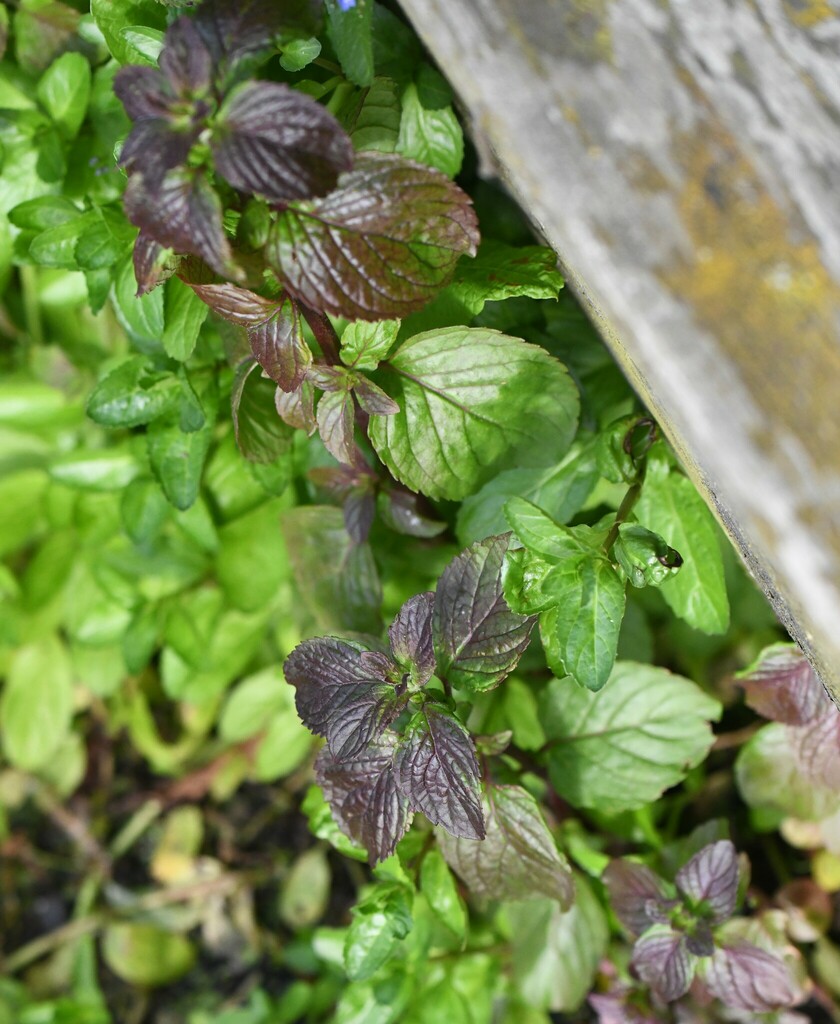 Watermint watermint from Heslington, York YO10, UK on June 21, 2024 at 05:52 PM ...