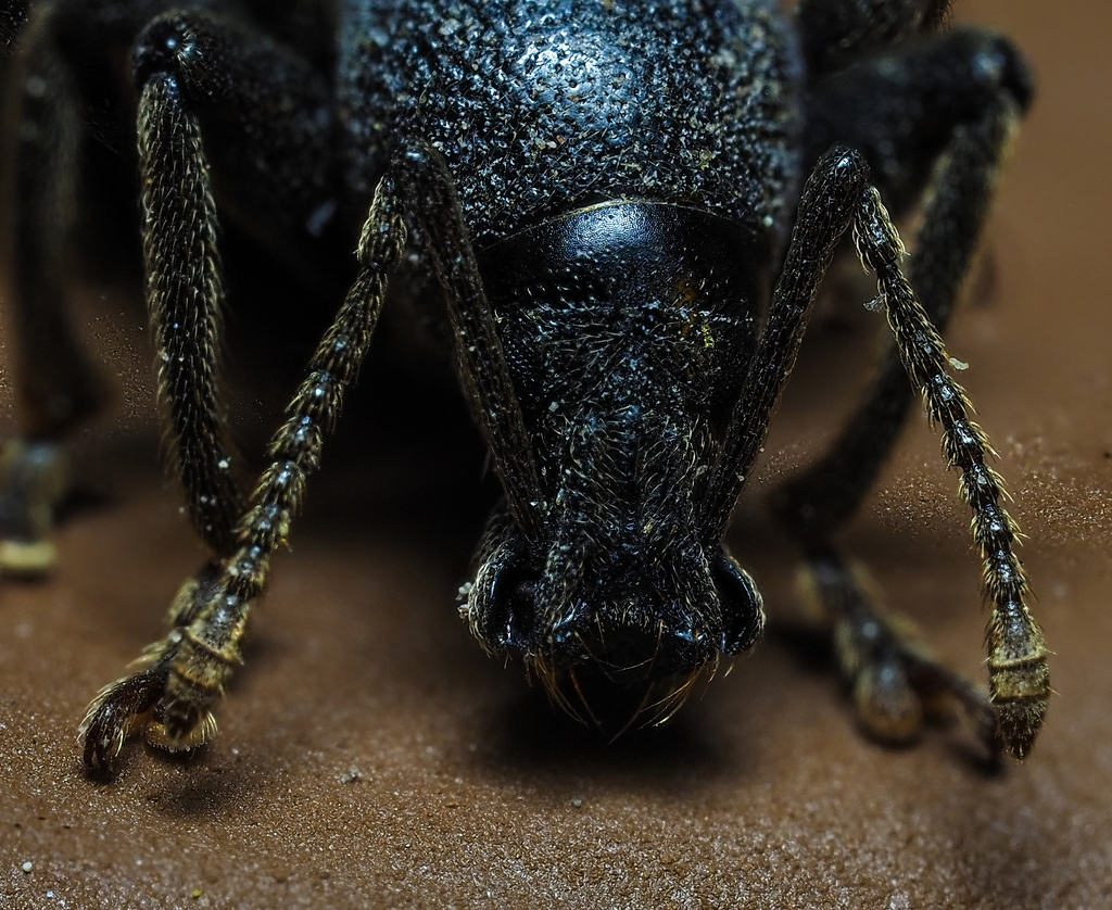 Lilac Root Weevil
