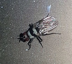 Anthomyia medialis