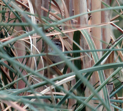 Limnoctites sulphuriferus