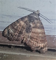 Chlumetia transversa