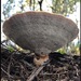 Fomitopsis tumulosa - Photo (c) QuestaGame, μερικά δικαιώματα διατηρούνται (CC BY-NC-ND), uploaded by QuestaGame
