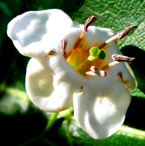 Bourreria pulchra (Bourreria pulchra)